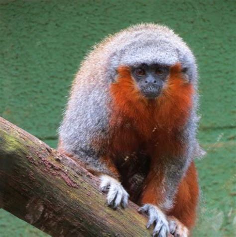 These Animals Have Just Recently Been Discovered (25 pics) - Izismile.com