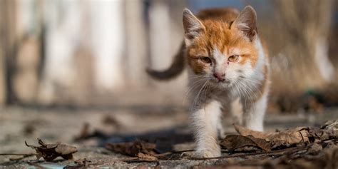 Deutschland schützt Katze WTG Welttierschutzgesellschaft