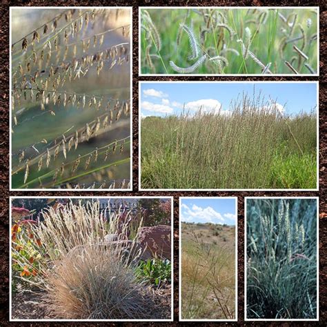 Native Grass Seed - American Meadows