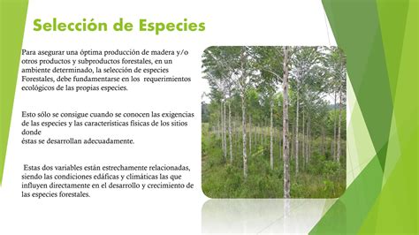 Establecimiento Y Manejo De Plantaciones Forestal Pdf