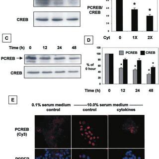 Cytokines Decrease Bcl Promoter Activity In Cells A And B Min