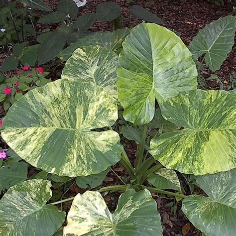Alocasia odora 'Aurea-Variegata' – Secret Garden Plant Shop
