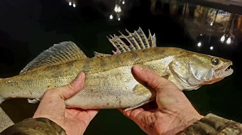 Am Pescuit Salau Bibani Si Rosioara Mare La Spinning Pe Dambovita