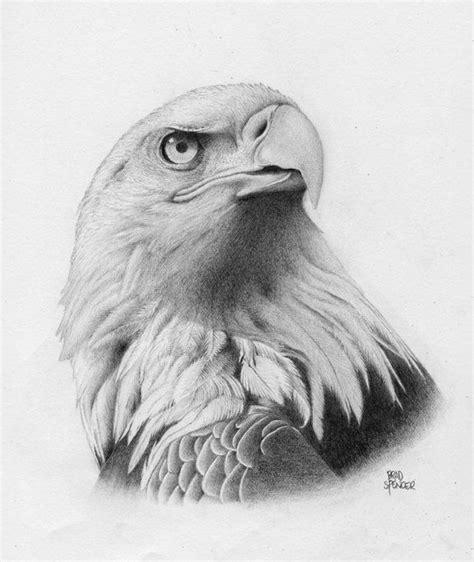 Pencil Sketches Of Bald Eagles - pencildrawing2019