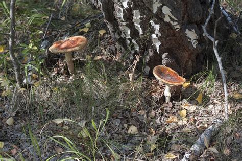 Mushrooms Forest Green - Free photo on Pixabay - Pixabay