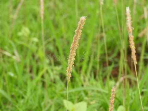 Timothy Grass Stock Photo Image Of Outdoor Texture 114634896