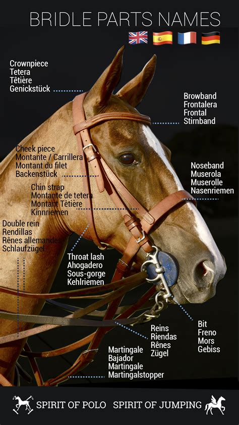 Parts Of The English Bridle