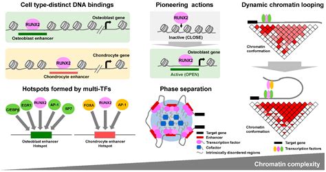 IJMS Free Full Text Emerging RUNX2 Mediated Gene Regulatory