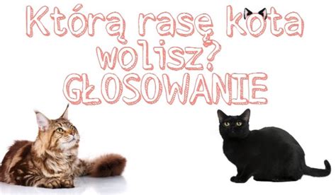 Którą rasę kota wolisz GŁOSOWANIE sameQuizy