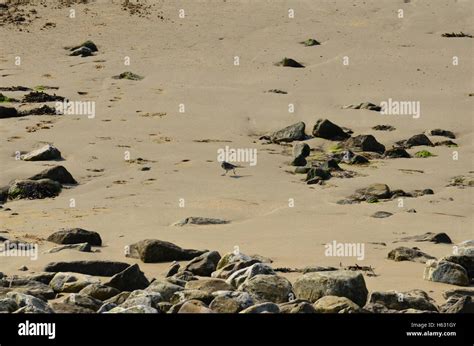 Llandudno Beach Wales UK Stock Photo - Alamy