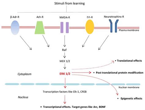 Frontiers Erk A Key Cellular Component For The Formation