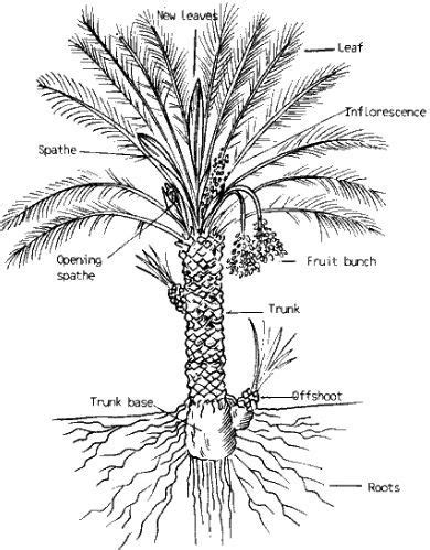 Root System of Palm Trees – StudiousGuy