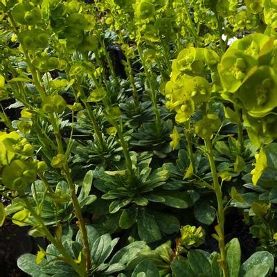 Wolfsmelk Euphorbia Characias Ssp Wulfenii Planten Online Kopen