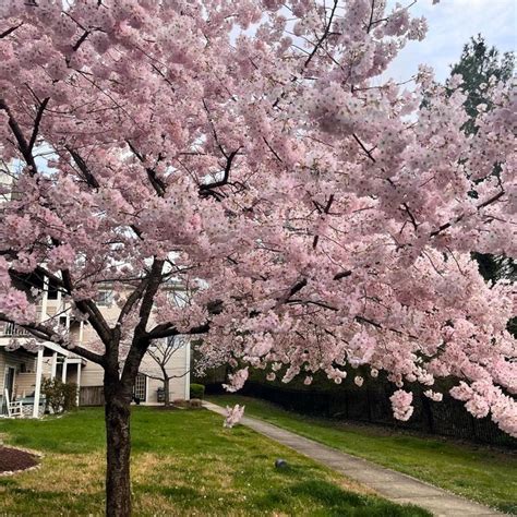 Close Look At The White And Pink Blooms Of The Yohsino Japanese Cherry