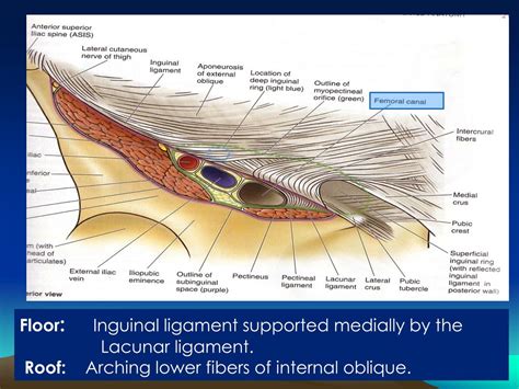 Inguinal Canal Boundaries