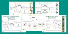 Fichas De Actividad Las Partes De Los Insectos Twinkl