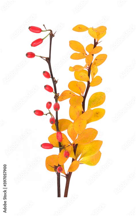 Thorny branches of barberry bush with red berries isolated on white ...