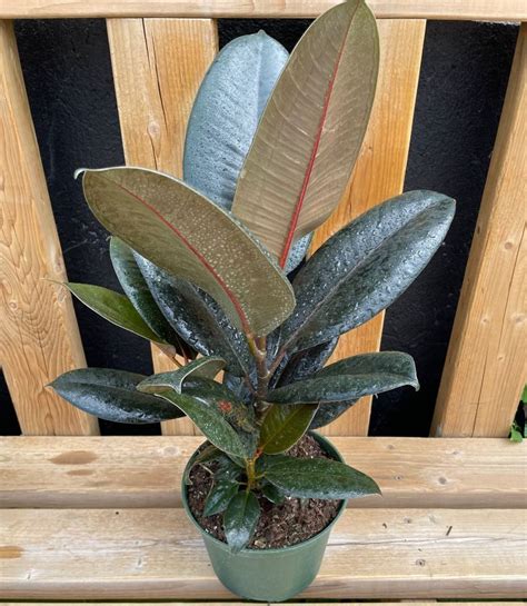 6 Ficus Rubber Burgundy Flowers Talk Tivoli