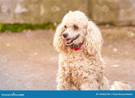 Cute Poodle Of A Light Color With A Collar On The City Street Stock