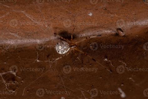 Brown Widow Spider 3775283 Stock Photo at Vecteezy