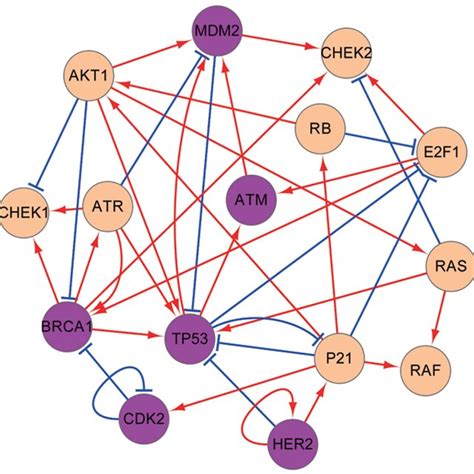 The Diagram For The Grn Of Breast Cancer The Grn Contains Nodes