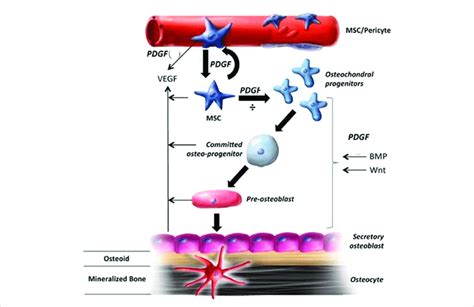 The Role Of Pdgf In Bone Healing And The Mechanisms Involved