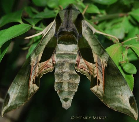 Pandorus Sphinx Eumorpha Pandorus Hübner 1821 Butterflies And