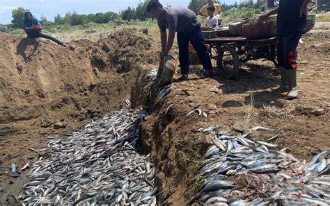 Nelayan Aceh Kembali Buang Puluhan Ton Ikan