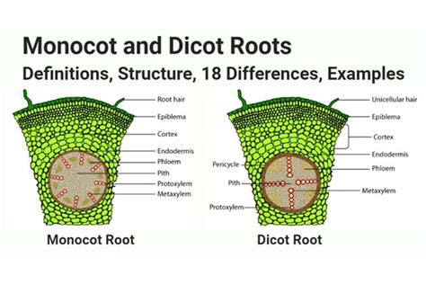 Perbedaan Akar Tumbuhan Monokotil Dan Dikotil