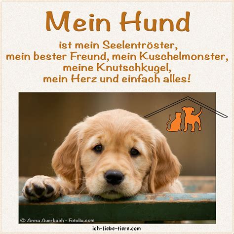 Mein Hund Ist Mein Seelentr Ster Mein Bester Freund Mein