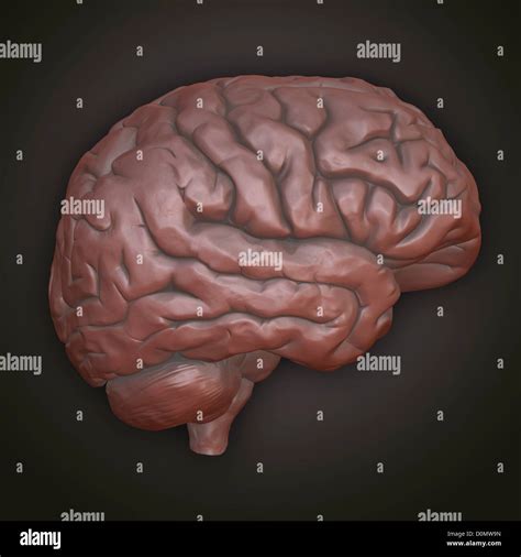 Modelo De Arcilla Que Muestra La Estructura Anat Mica Del Cerebro