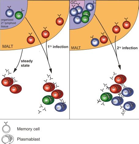 Origin Of Plasmablasts In Steady State And During 1ry And 2ry