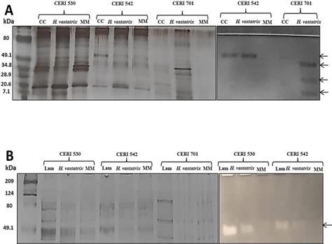 Silver SDS PAGE Left And Zymogram Right Of Chitinases Stained With