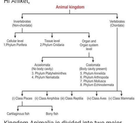 Classification Of Animal Kingdom Flowchart