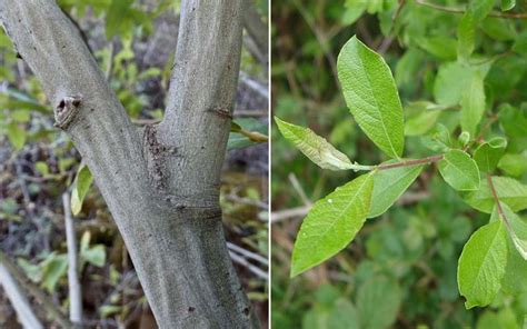 Salix Atrocinerea Sauce Fresno Arbusto Con Propiedades Terapéuticas