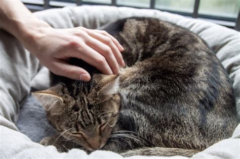 Mano Humana Acariciando A Un Lindo Gato De Taburete Dormido Foto De