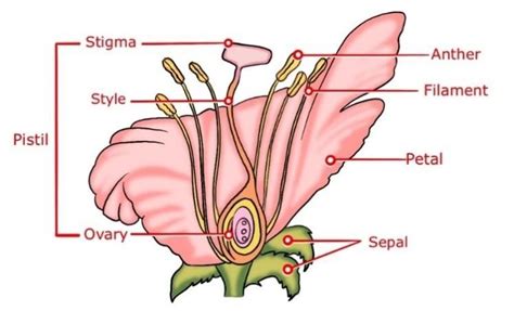 Mcq On Sexual Reproduction In Flowering Plants For Neet Biologysir