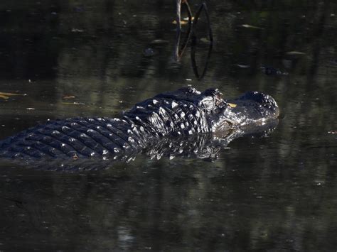 American Alligator From Cinco Ranch Cinco Forest Cinco Ranch TX USA