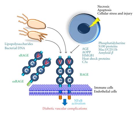 Rage And Its Ligands Play A Role In The Development Of Diabetic