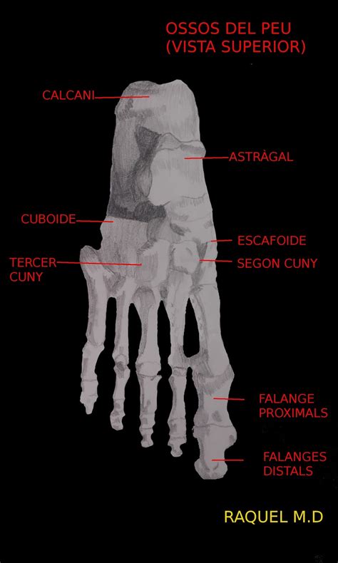 raquelmorenodomínguez ossos del peu vista superior