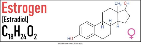 Estradiol Estrogen Female Sex Hormone Molecule Stock Vector Royalty