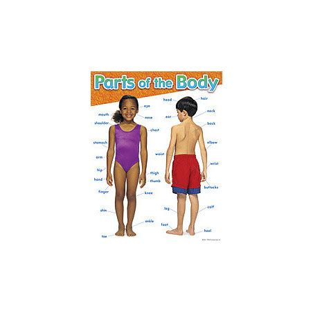 Science Learning Charts Parts Of The Body T