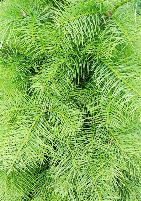 Blue Pine Tree Stock Photo Image Of Cones Natural Detail 26807924