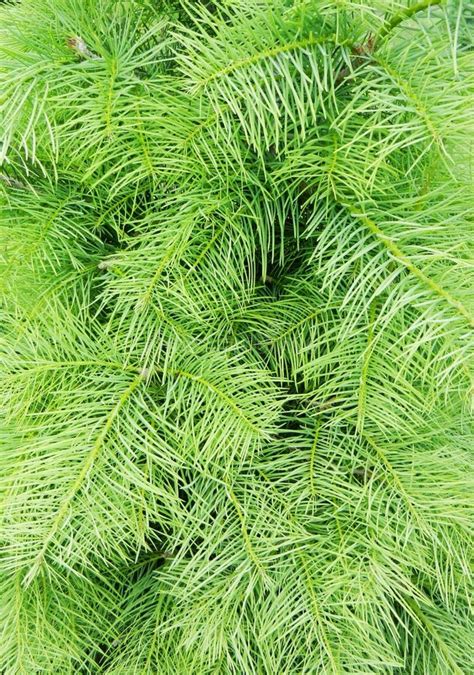 Blue pine tree stock photo. Image of cones, natural, detail - 26807924