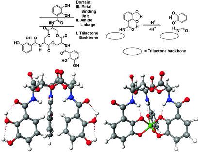 enterobactin  archetype  microbial iron transport pmc