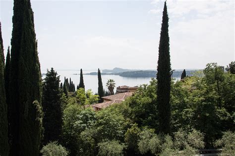 Cypress,palm,mediterranean cypress,cupressus sempervirens,columnar ...