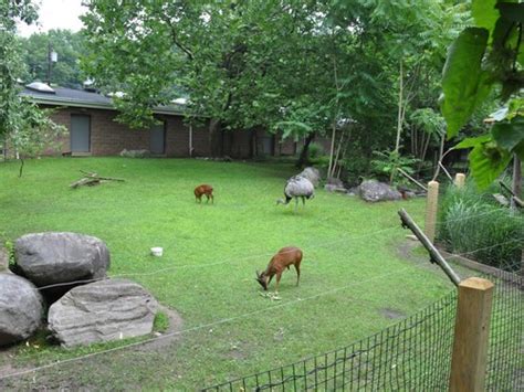 South American Mixed Exhibit In Bergen County Zoo