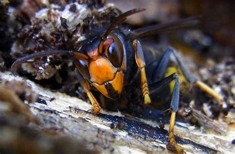 La Plaga De Avispas Que Amenaza A España