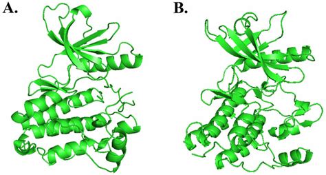 Kinase Domains Of A Her Pdb Id Pp And B Vegfr Pdb Id