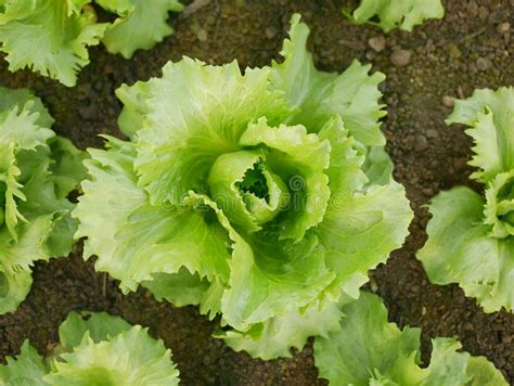 Cultivo De Lechuga Verde De Iceberg Hojas Frescas Bio Curly Lactuca
